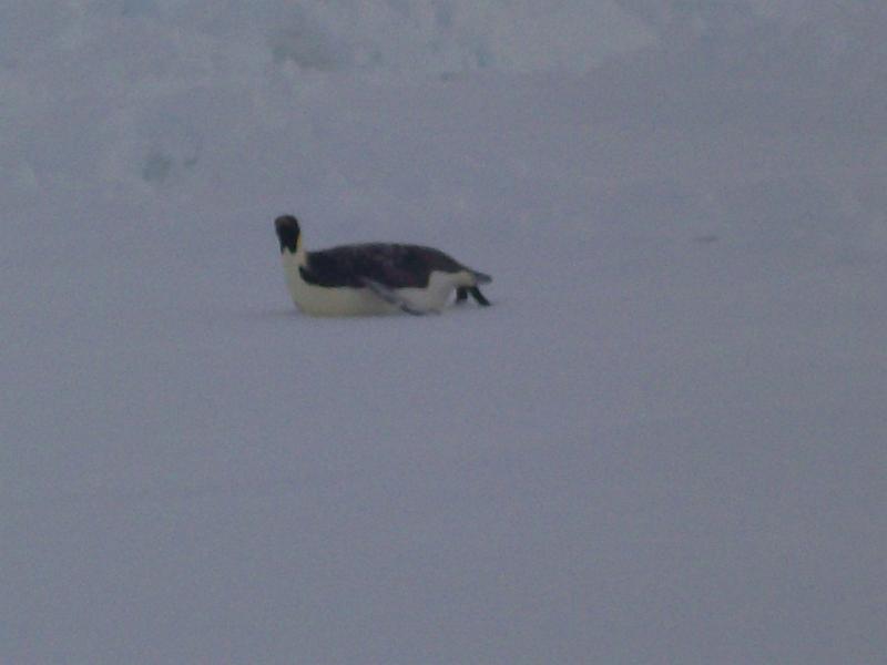 First close penguin siting of SIMBA 1.jpg